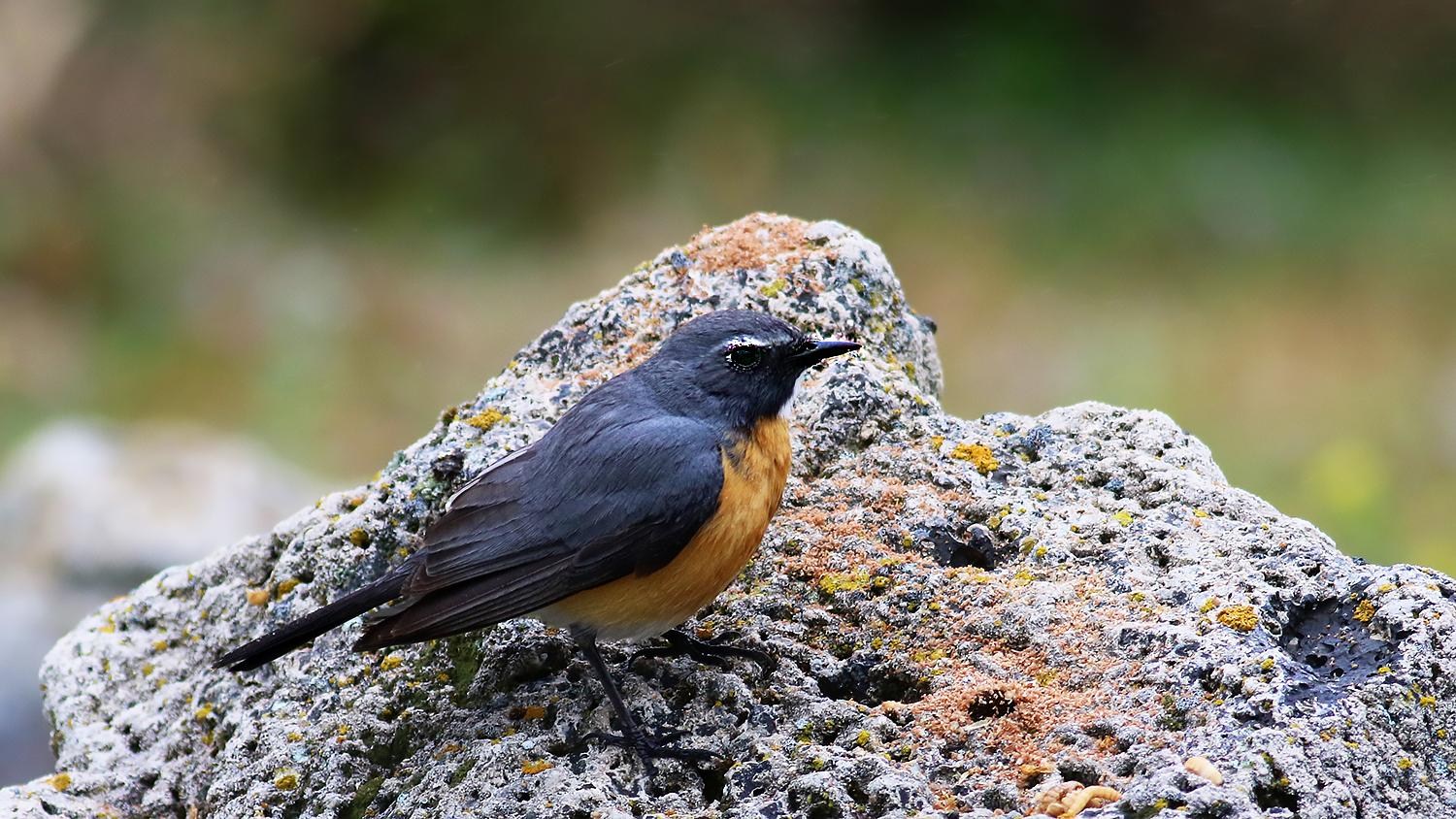 Rufous-tailed Rock-Thrush